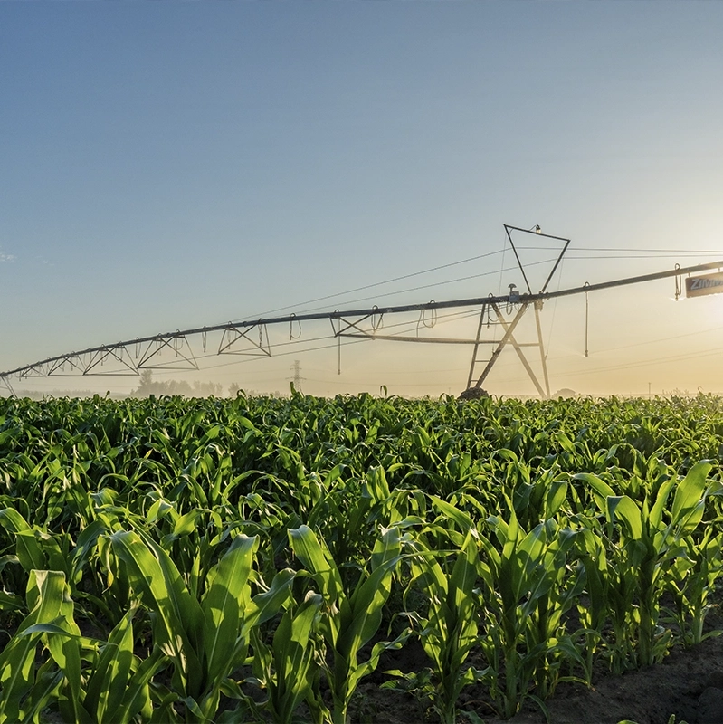 A large field of crops being irrigated galvanizing in the agricultural industry
